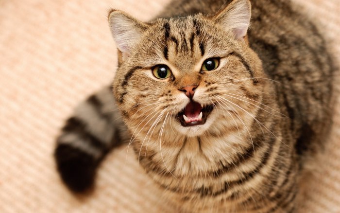 Особенности психологии кошек, о которых вы могли не знать